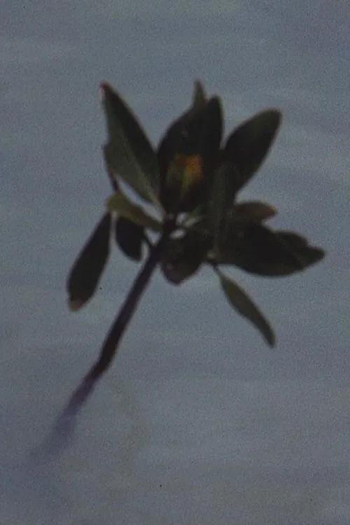 Mangrove Ring movie poster