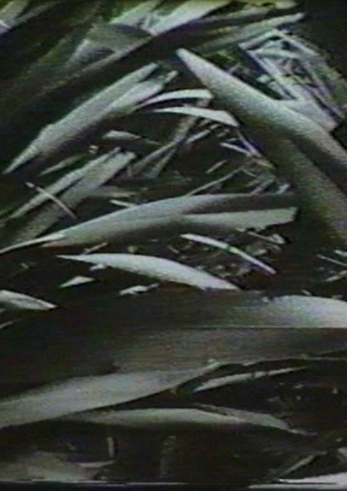 Sensation '77: Mimicry movie poster