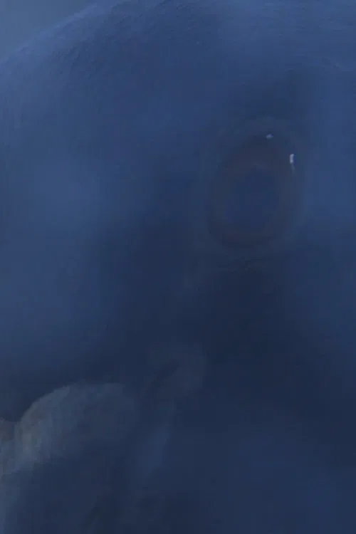 The Visitors movie poster