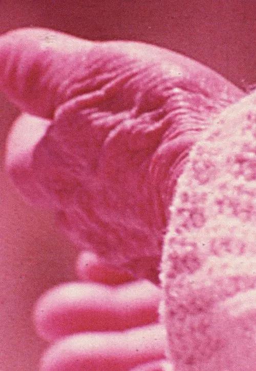 Poster do filme Elasticity