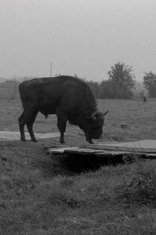 Where Is This Big Forest? movie poster