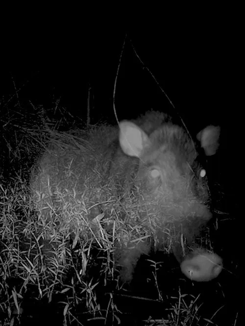 Camera Trap movie poster