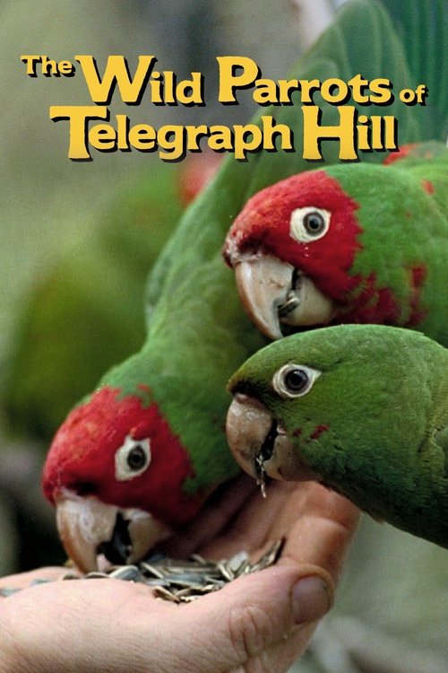 The Wild Parrots of Telegraph Hill movie poster