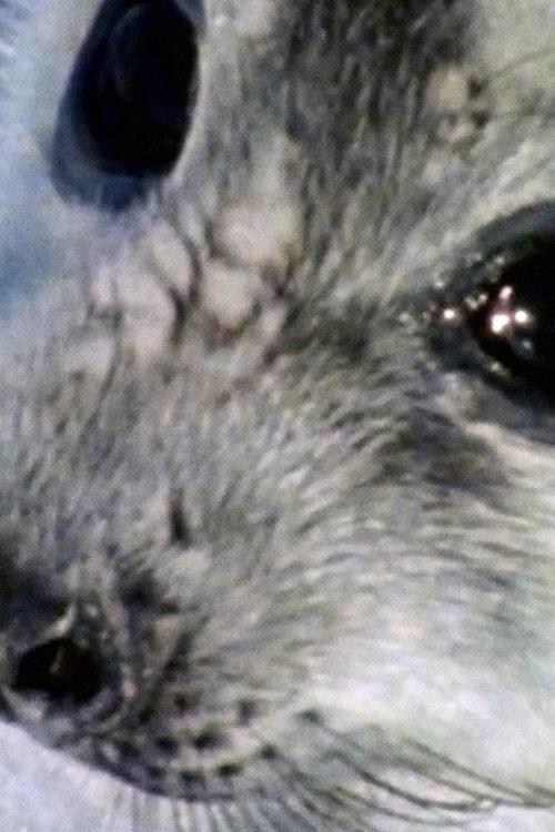 Life on Ice movie poster