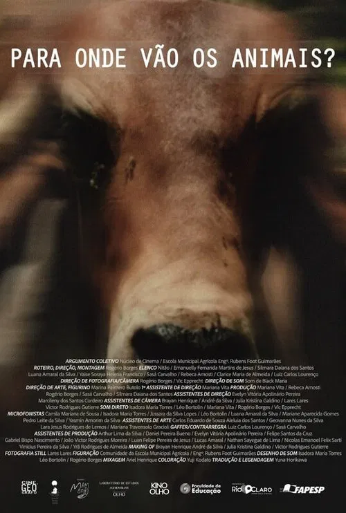 Para Onde Vão Os Animais movie poster