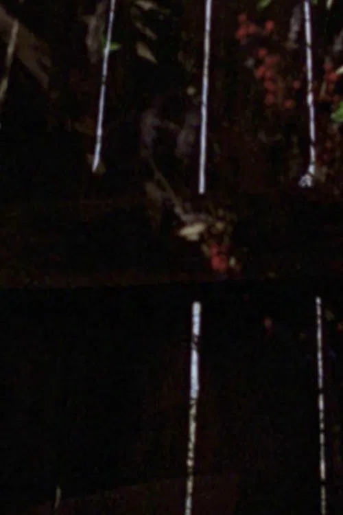 Poster do filme Garden Glimpses