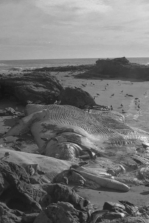 Back to Land movie poster