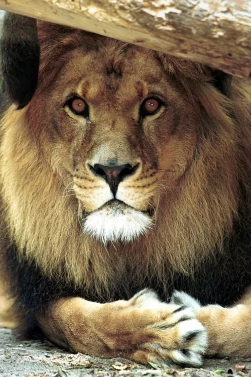 Bongo the Lion profile picture