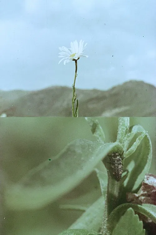 Florinda y el viento movie poster