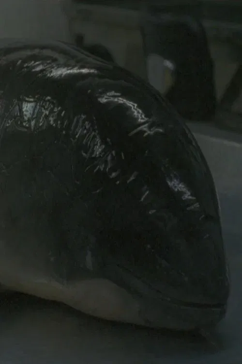 Necropsy of a Harbour Porpoise (Seeing From our Eyes into Theirs) movie poster