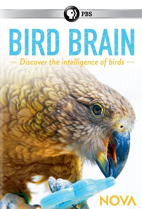 NOVA: Bird Brain movie poster