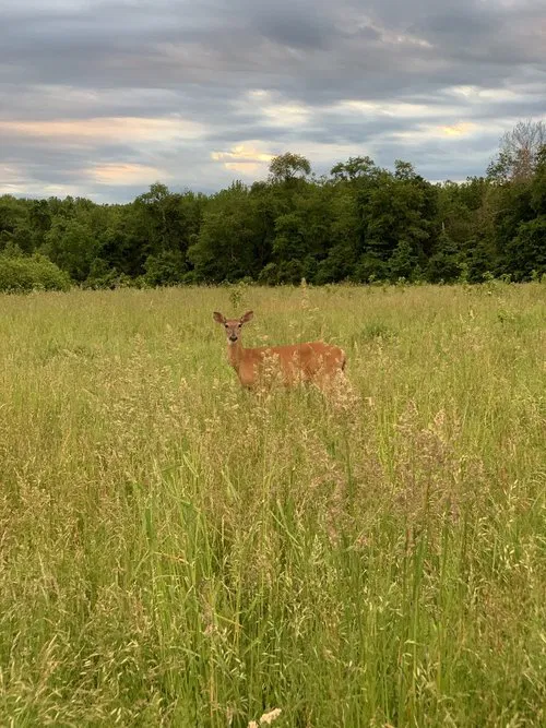moving pictures movie poster
