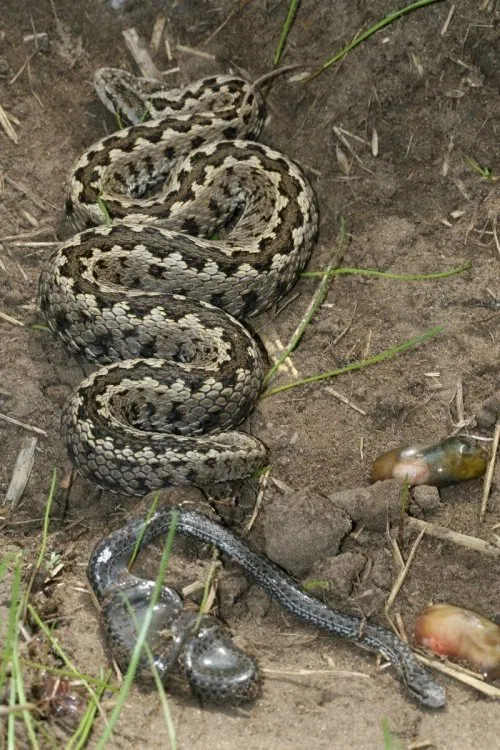 Vipera Life – A serpent’s life movie poster