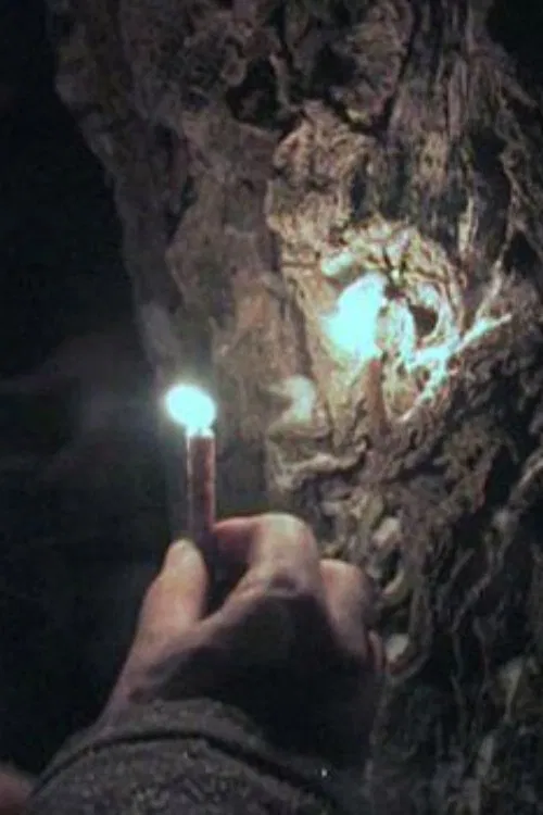 Through the Needles of Coniferous Trees movie poster