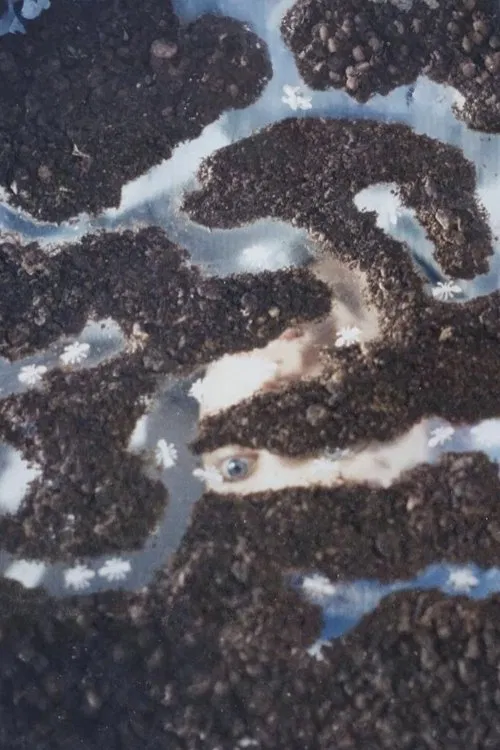 Poster do filme Amazing Grace