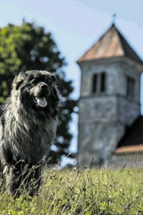 Sons of Bora movie poster