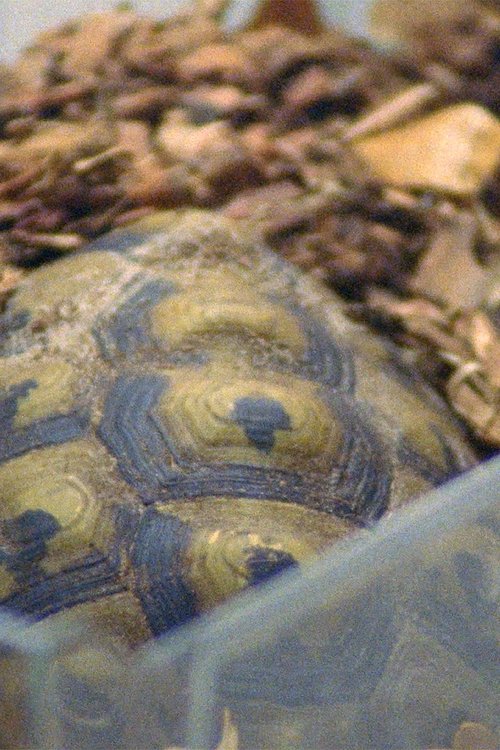 Testudo Hermanni movie poster