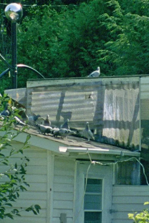 Peacock's Monologues movie poster