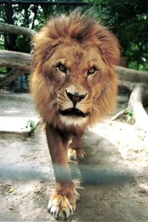 Caesar the Lion profile picture