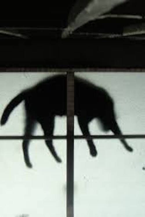 Scissors and the Cat movie poster