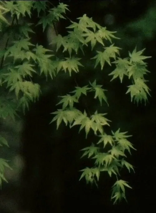 Young Pines movie poster