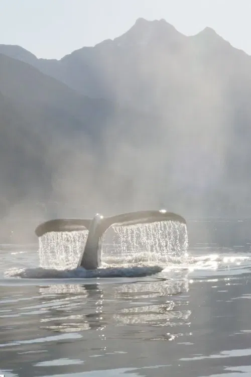 The Singing Planet movie poster