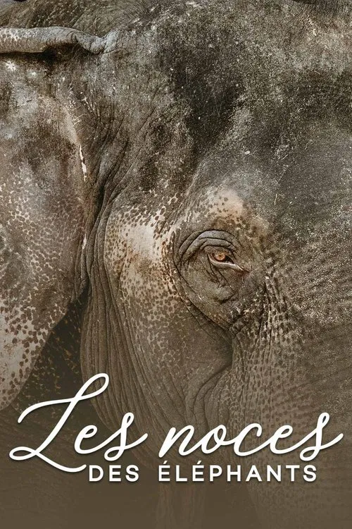 Poster do filme The wedding of the elephants