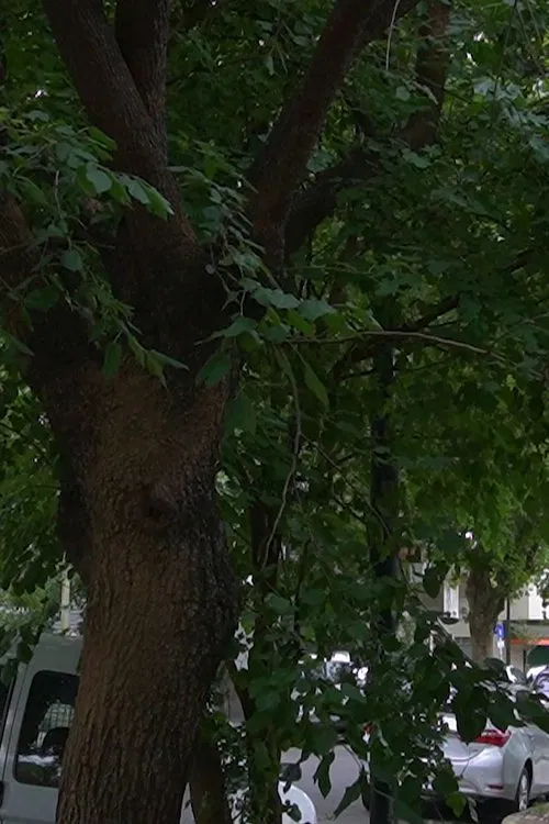 The Little Details Of Life movie poster