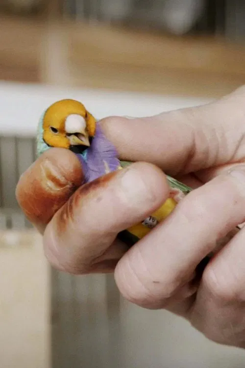 Poster da série We zien ons