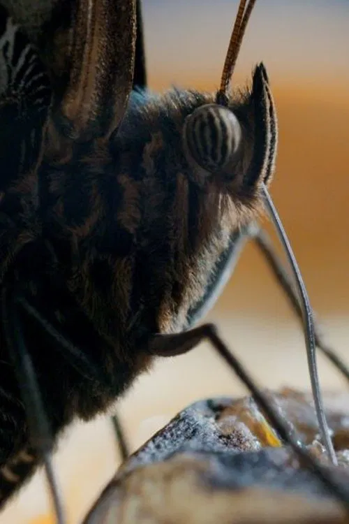 One Life movie poster