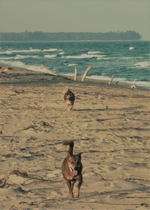 Poster do filme Sangha