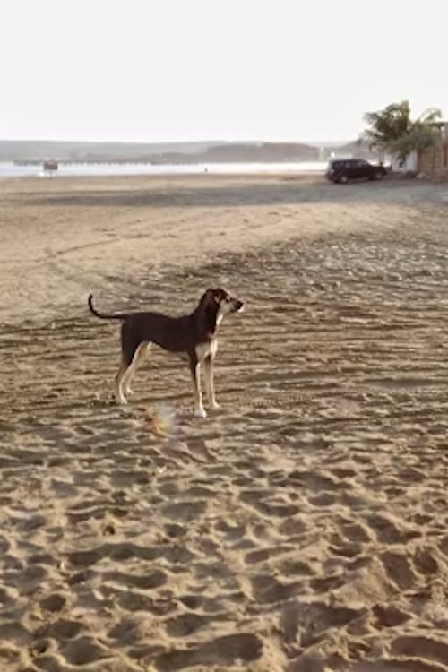 By the Sea movie poster