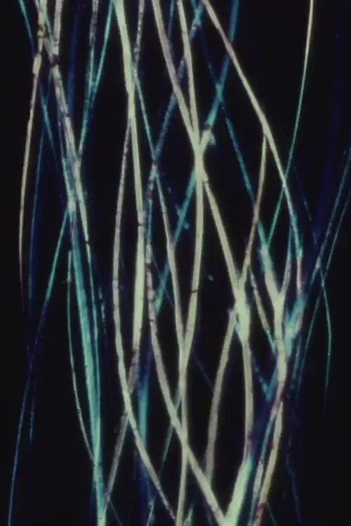 Jalousie movie poster