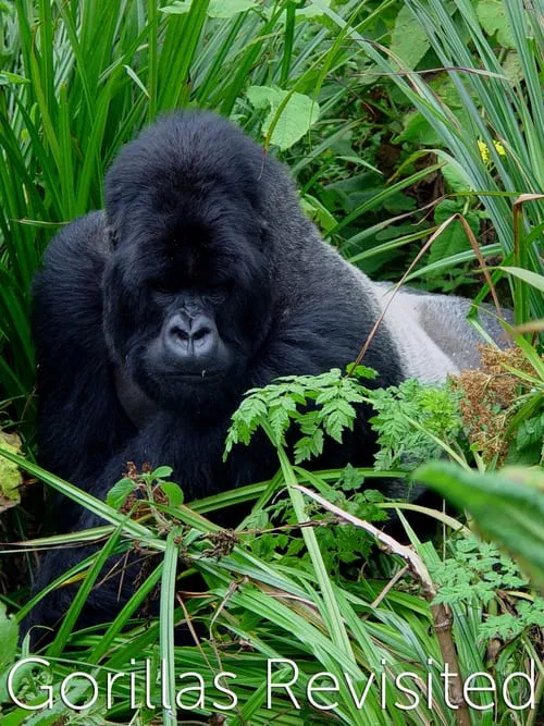 Gorillas Revisited with Sir David Attenborough movie poster