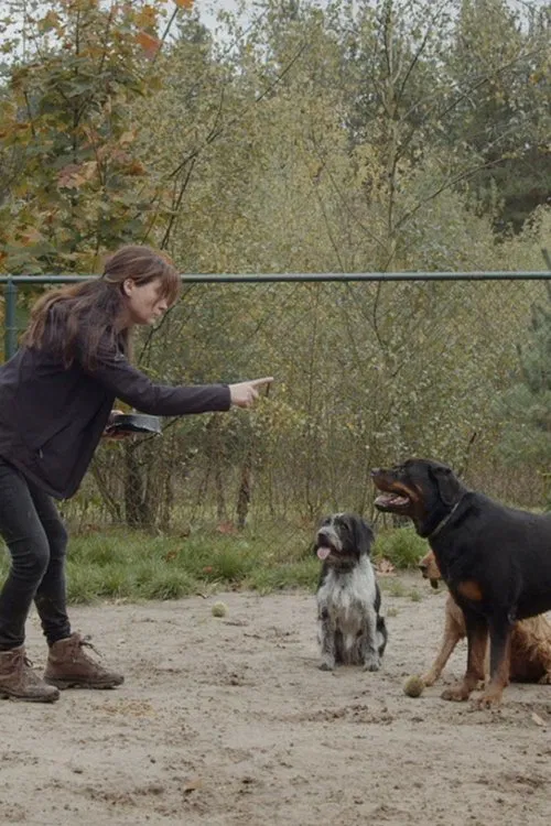 Poster do filme Honds