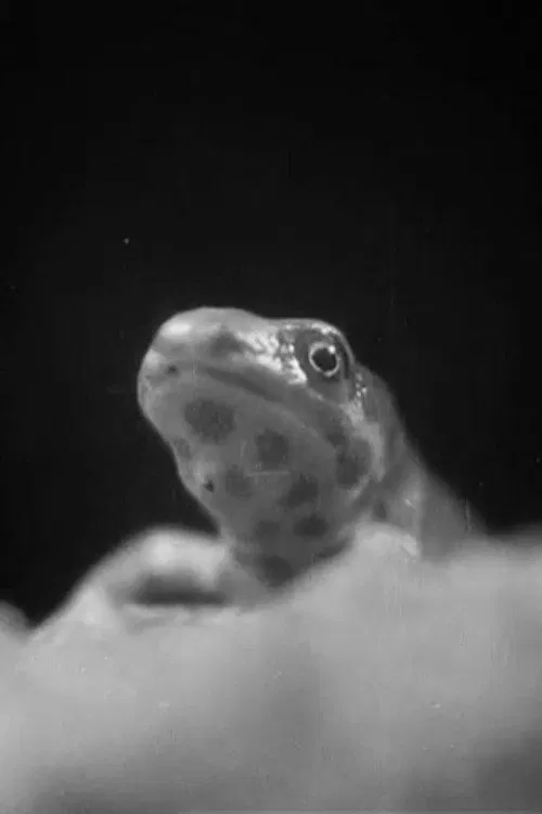 Romance in a Pond movie poster