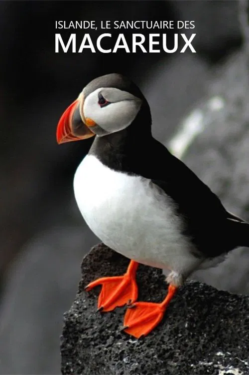 Islande, Le sanctuaire des macareux movie poster