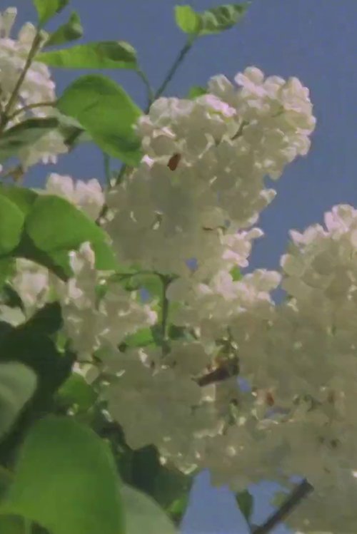 Light Study movie poster