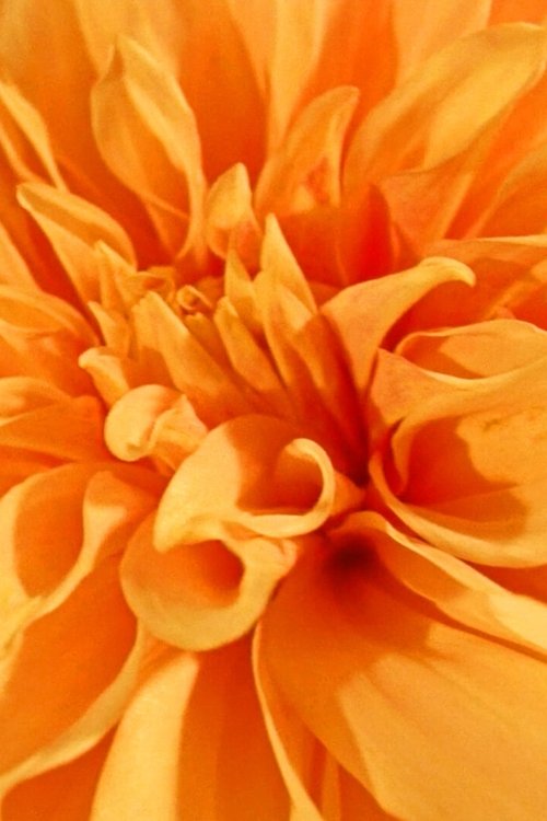 Floral Yearnings movie poster