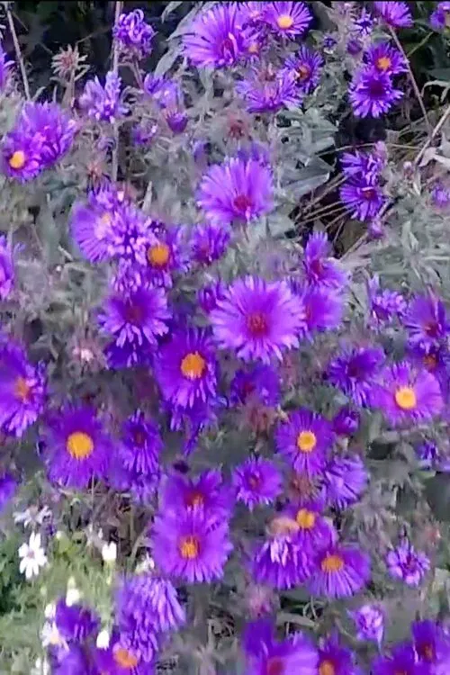 Devotional Cinema movie poster