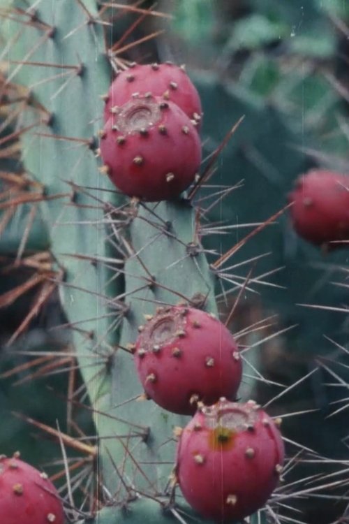 Black Cactus movie poster
