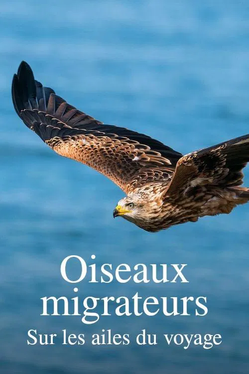 Zugvögel - Ein Jahr vergeht im Flug movie poster