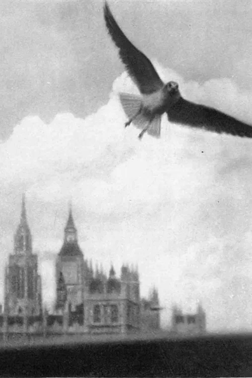 London Visitors movie poster