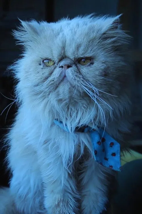 Jorge profile picture