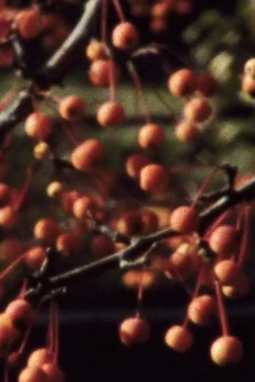 Five Year Diary, Reel 47: I Thought the Film Would End (October 21–November 2, 1986) movie poster