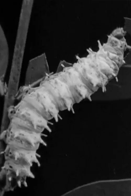 Skilled Insect Artisans movie poster