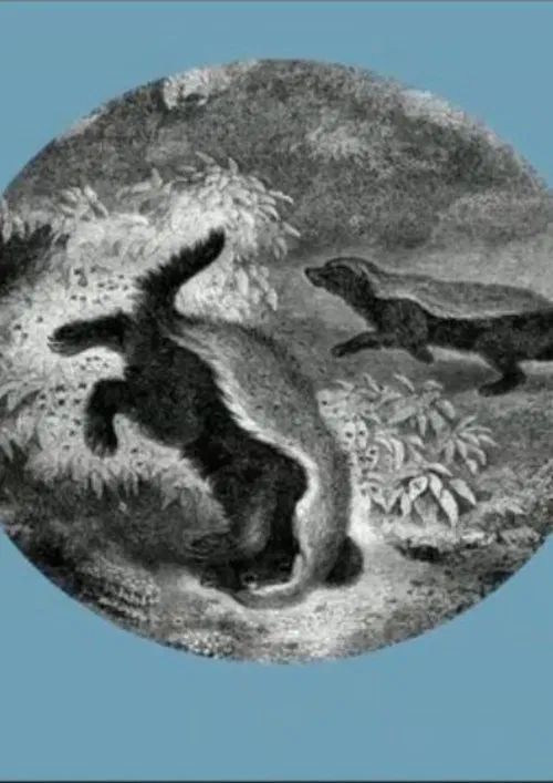 The Kiss of the Honey Badger movie poster