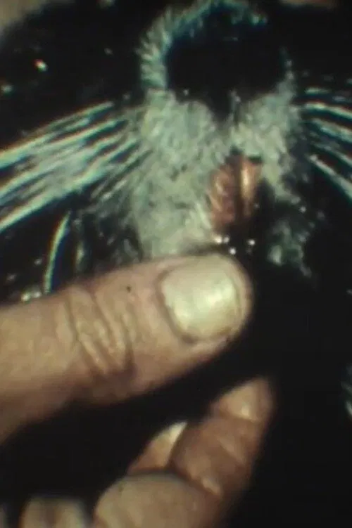 Fauna sudamericana N° 9: Nutria movie poster