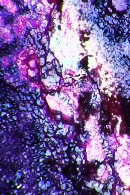 Duh Casia movie poster