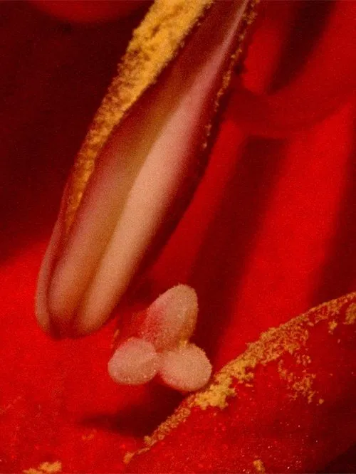 A Floral Tribute for Essex Road movie poster